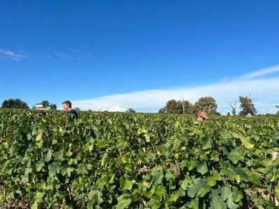 Bordeaux Vineyard